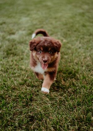 A brown and white Australian Shepherd puppy runs playfully through green grass in a sequence of action shots.