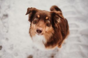 A brown and white Australian Shepherd dog with expressive eyes looks at the camera in a portrait-style photo series.