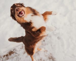 A happy brown dog jumping and playing in the snow with an excited expression.