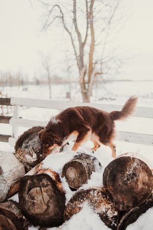 Brown dog playfully leaping over snow-covered logs in a winter landscape.