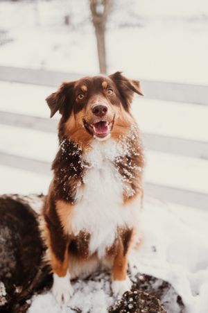 Happy Australian Shepherd dog playing in the snow with white flakes covering its brown and white fur.