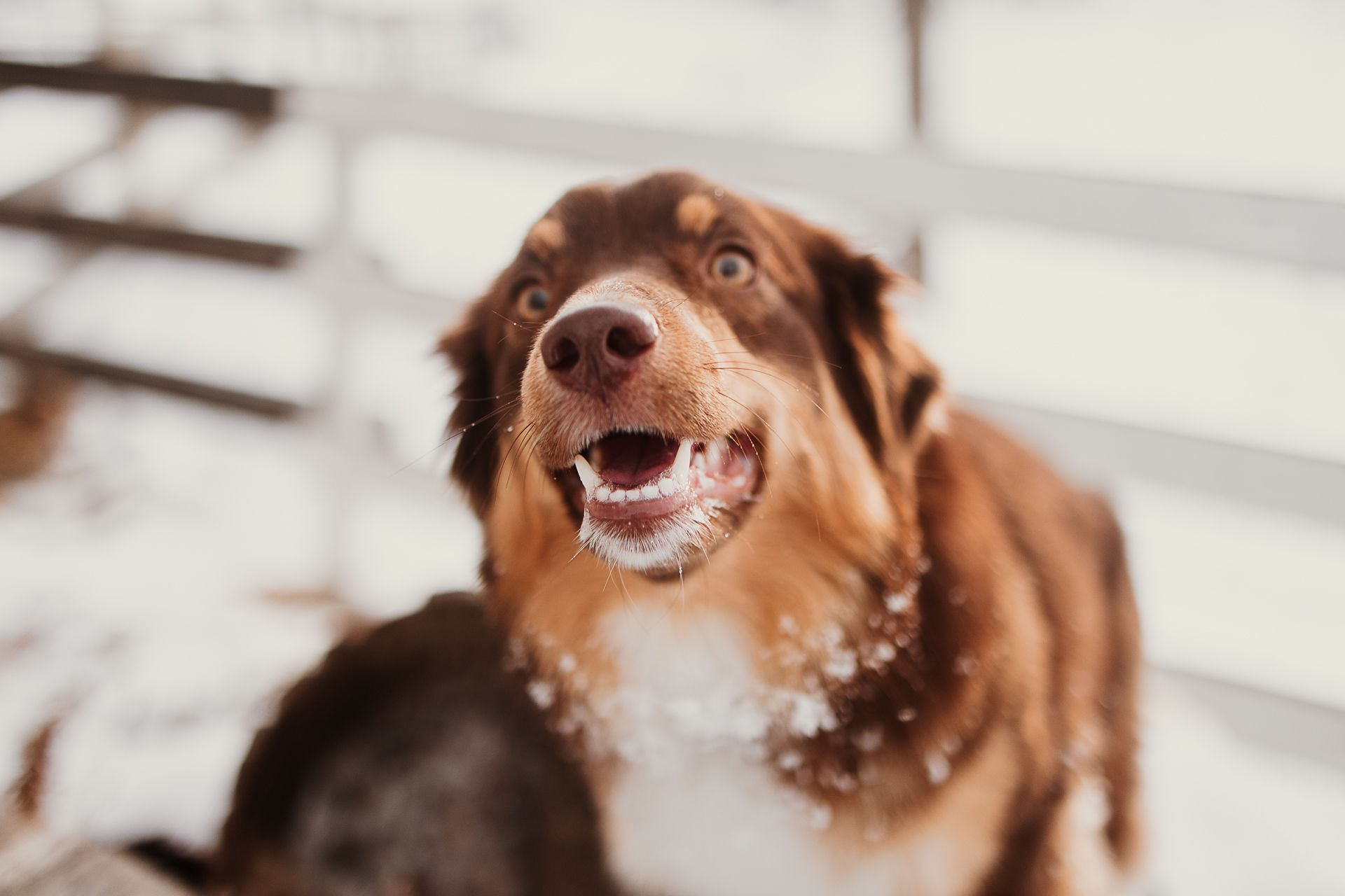 A close-up sequence of a smiling brown dog showing different playful expressions and angles.
