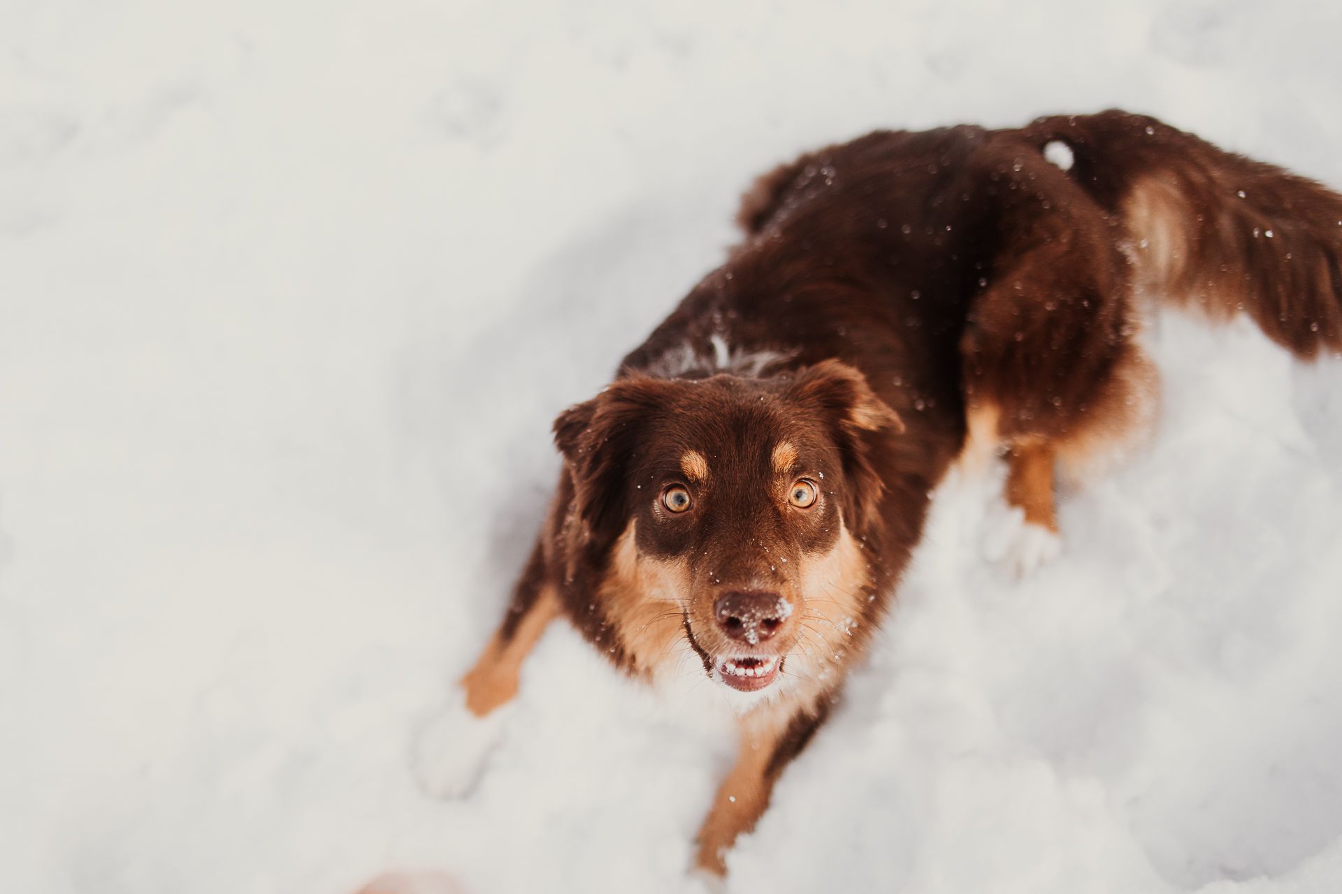 Brown and black dog with bright eyes lying in white snow looking up at camera with happy expression.