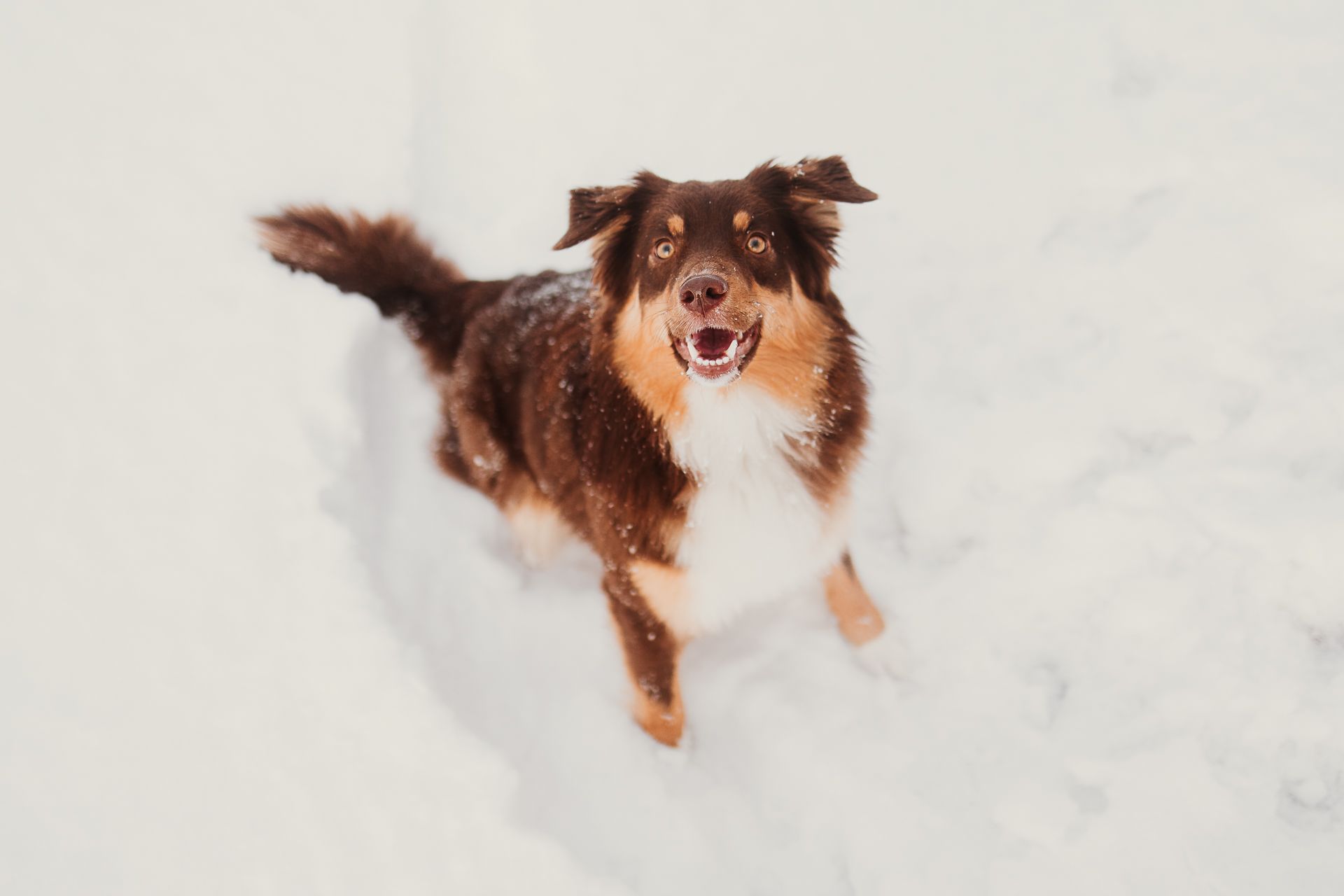 Happy Australian Shepherd dog playing and jumping in fresh white snow during winter.