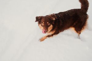 Brown and white Australian Shepherd frolicking playfully through deep snow with tongue out.