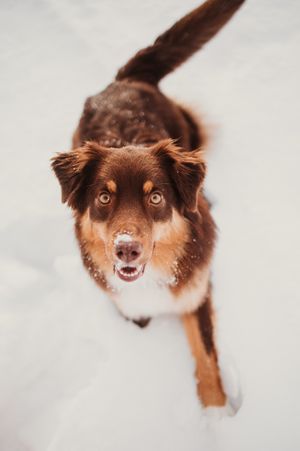 Brown and white Australian Shepherd dog looking up at camera with happy expression while standing in snow.