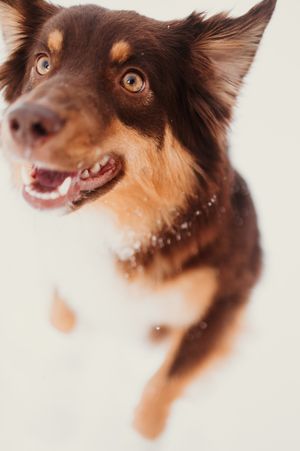 A sequence of five photos showing a happy brown Chihuahua dog with expressive eyes and a playful smile.