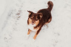 Energetic Australian Shepherd running and leaping through snowy terrain with joyful expression.