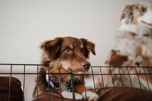 Brown and white dog peeks over a metal fence while looking curiously at the camera.