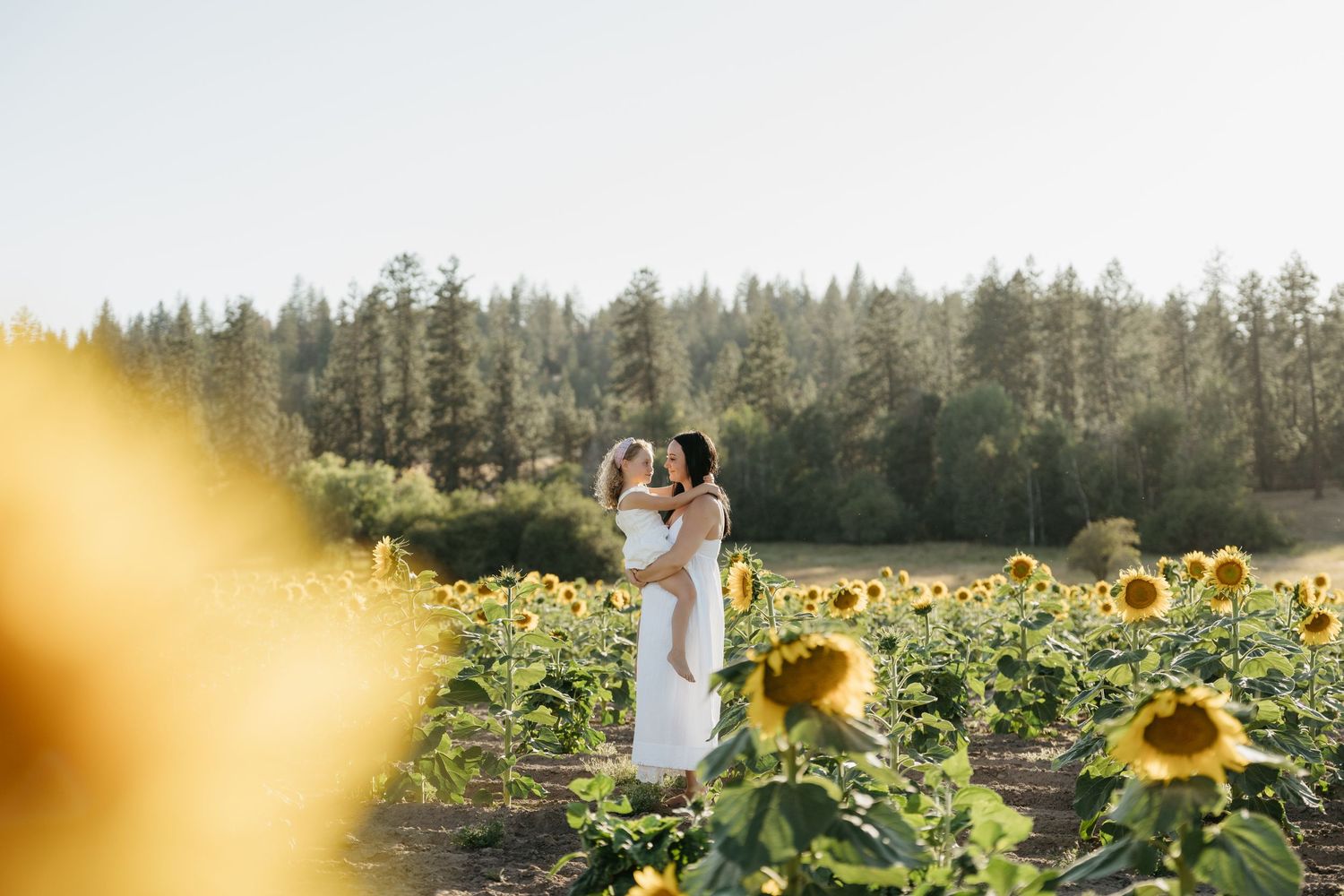 Couple embraces in a vibrant sunflower field with evergreen forest backdrop during golden hour.