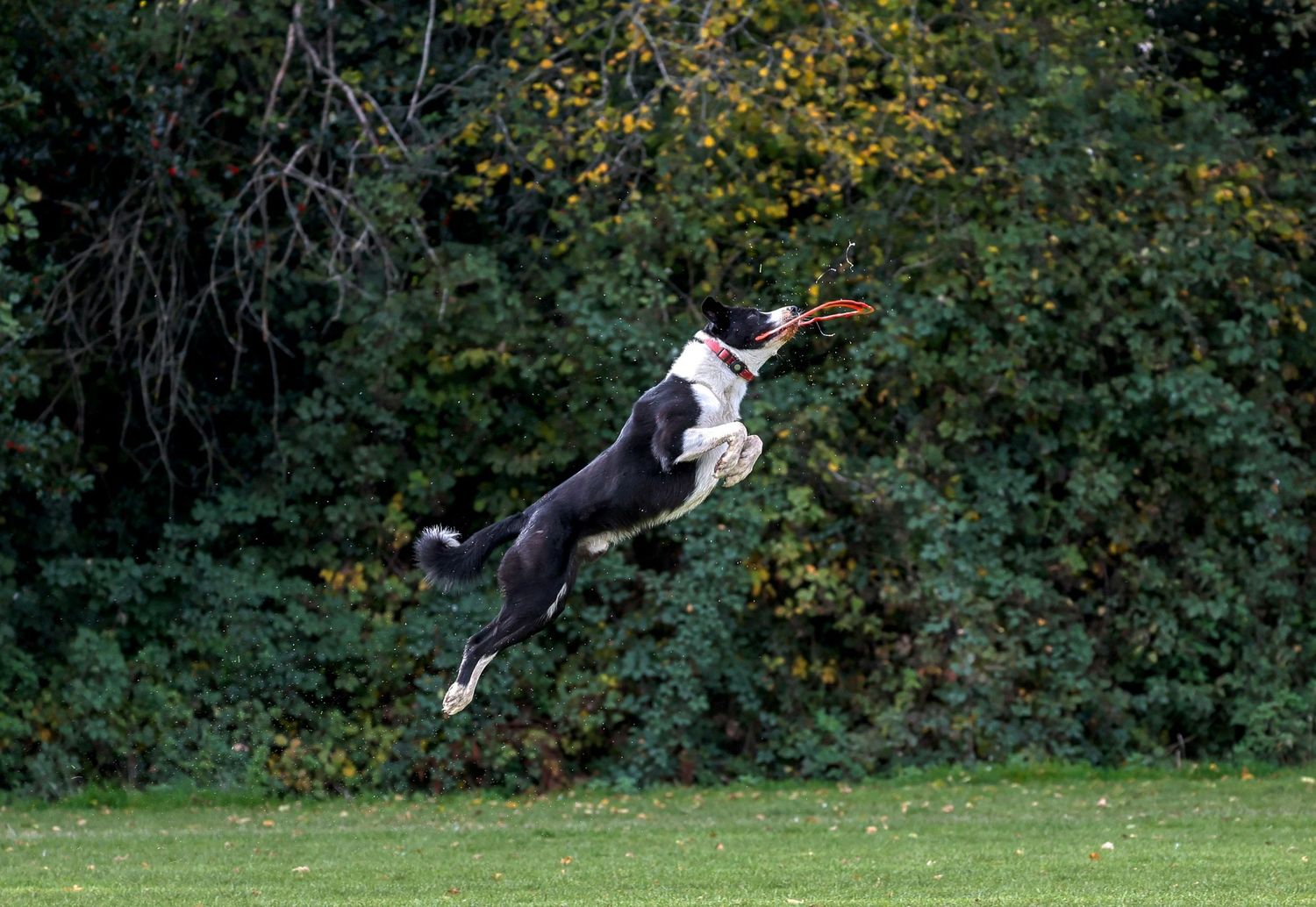 A sequence of photos showing a border collie dog leaping and catching a frisbee disc in mid-air on a grassy field.