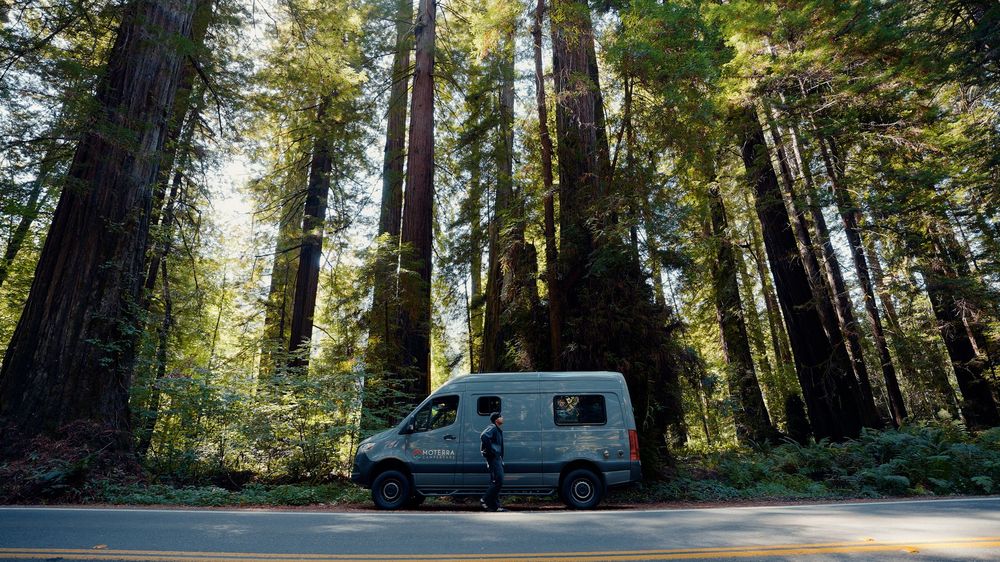 White camper van parked among giant redwood trees in sunlit forest.