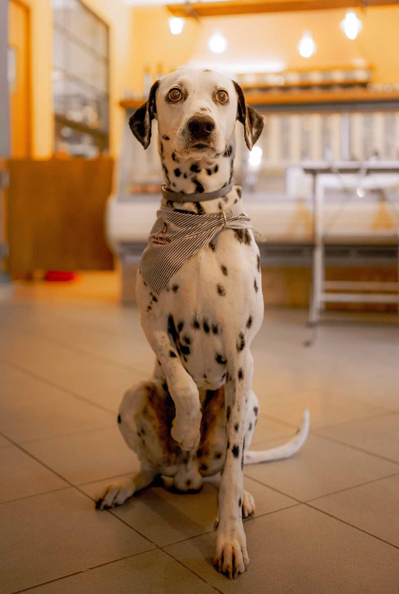 Figura intera del cane di casa da sergio