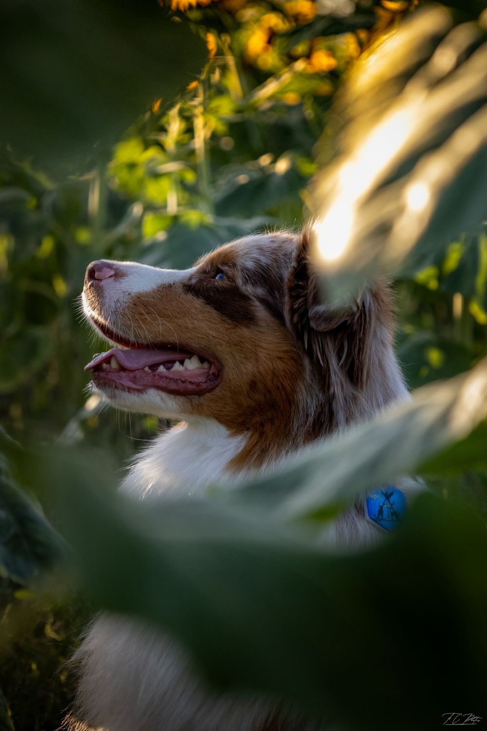 Chien / berger australien / tournesol / été / photo / soleil