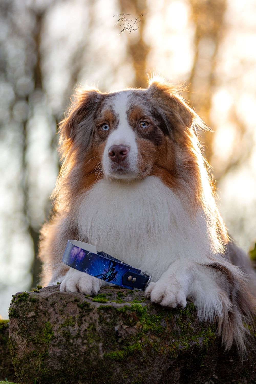 Chien / berger australien / soleil / collier / Cabosha38