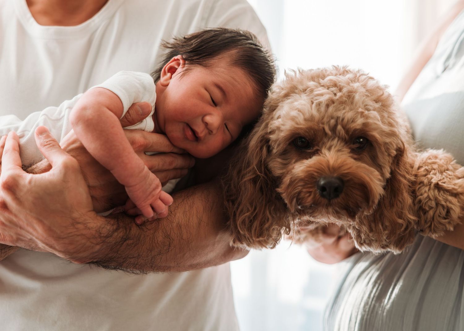 Peaceful scene of a baby napping alongside a curly-haired brown dog on white bedding.