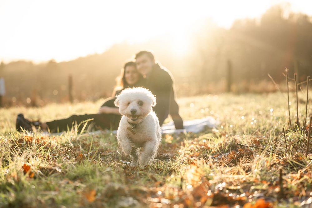 White fluffy dog sits in sunlit autumn field during golden hour while couple relaxes in background.