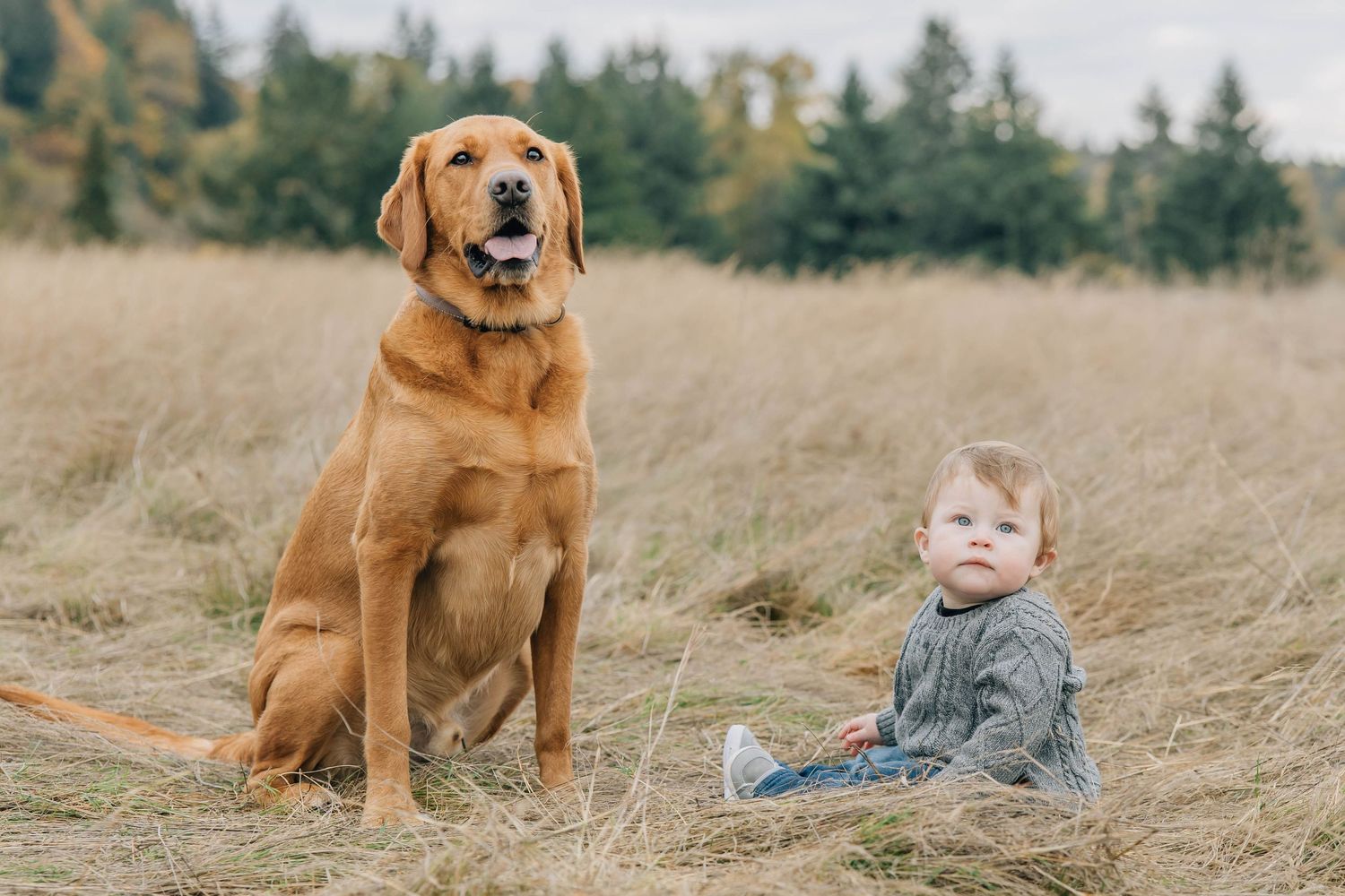 Golden retriever dog sitting beside toddler in dry autumn grass field outdoors.