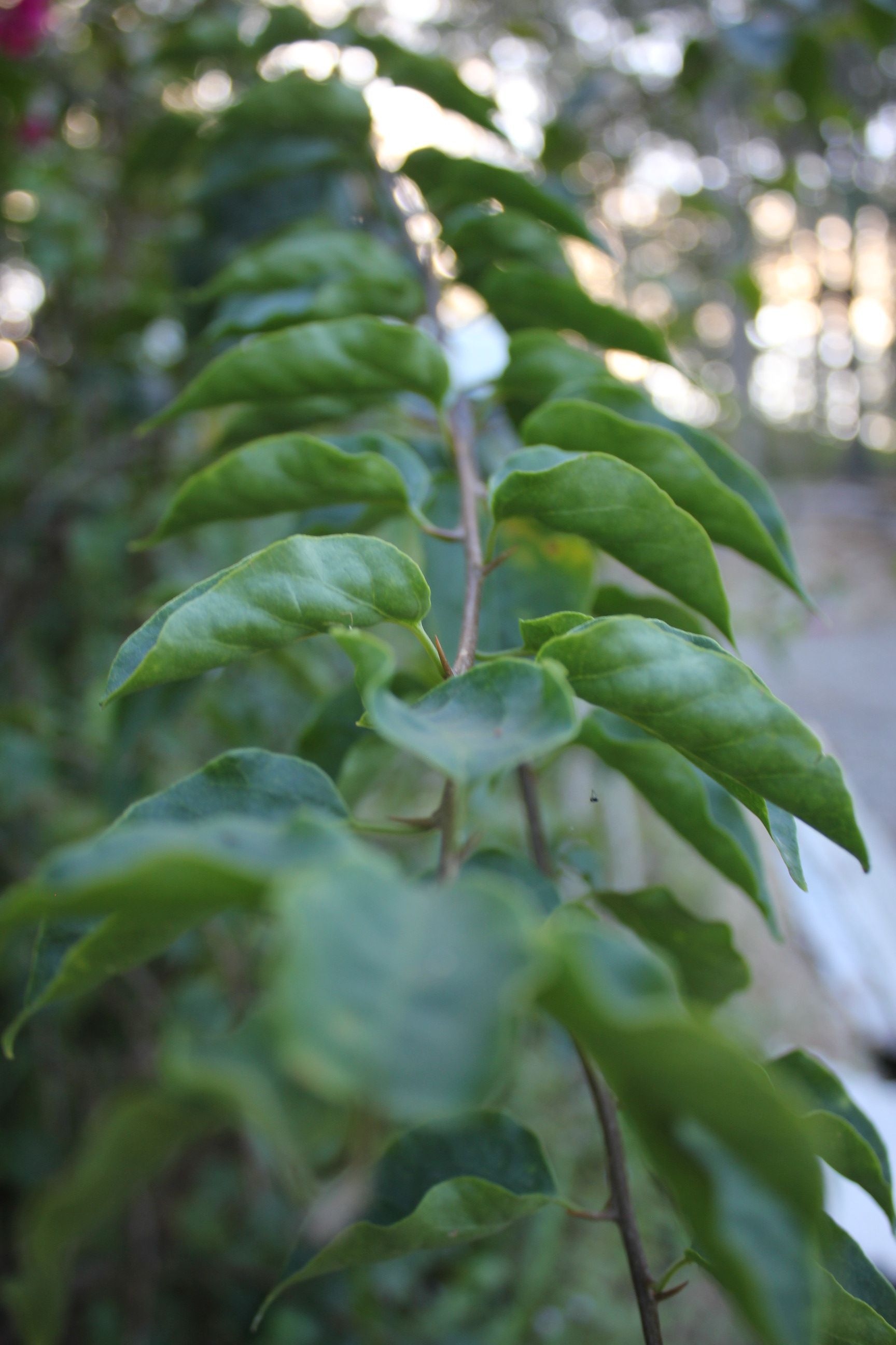 Nature and bush