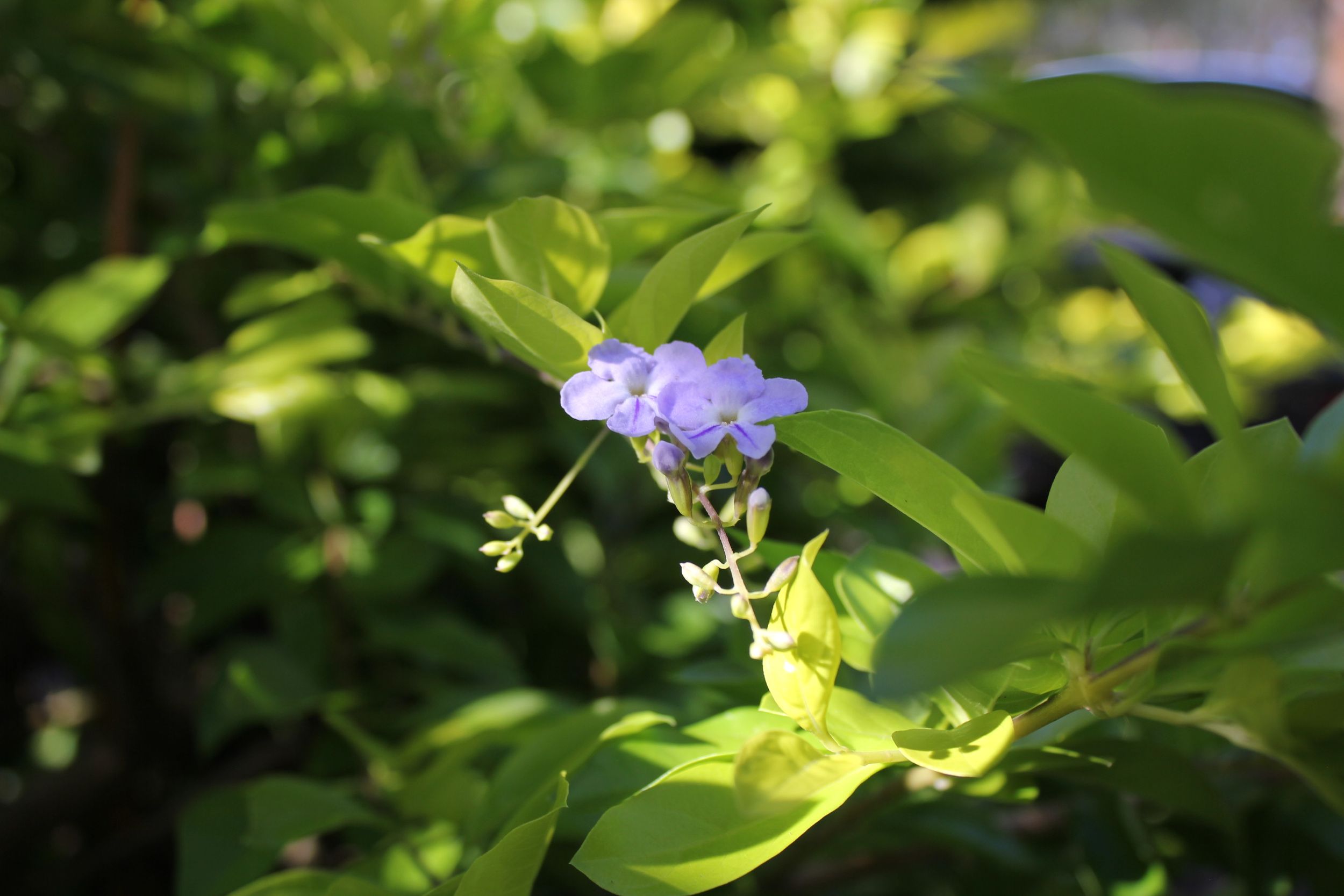 Nature and bush