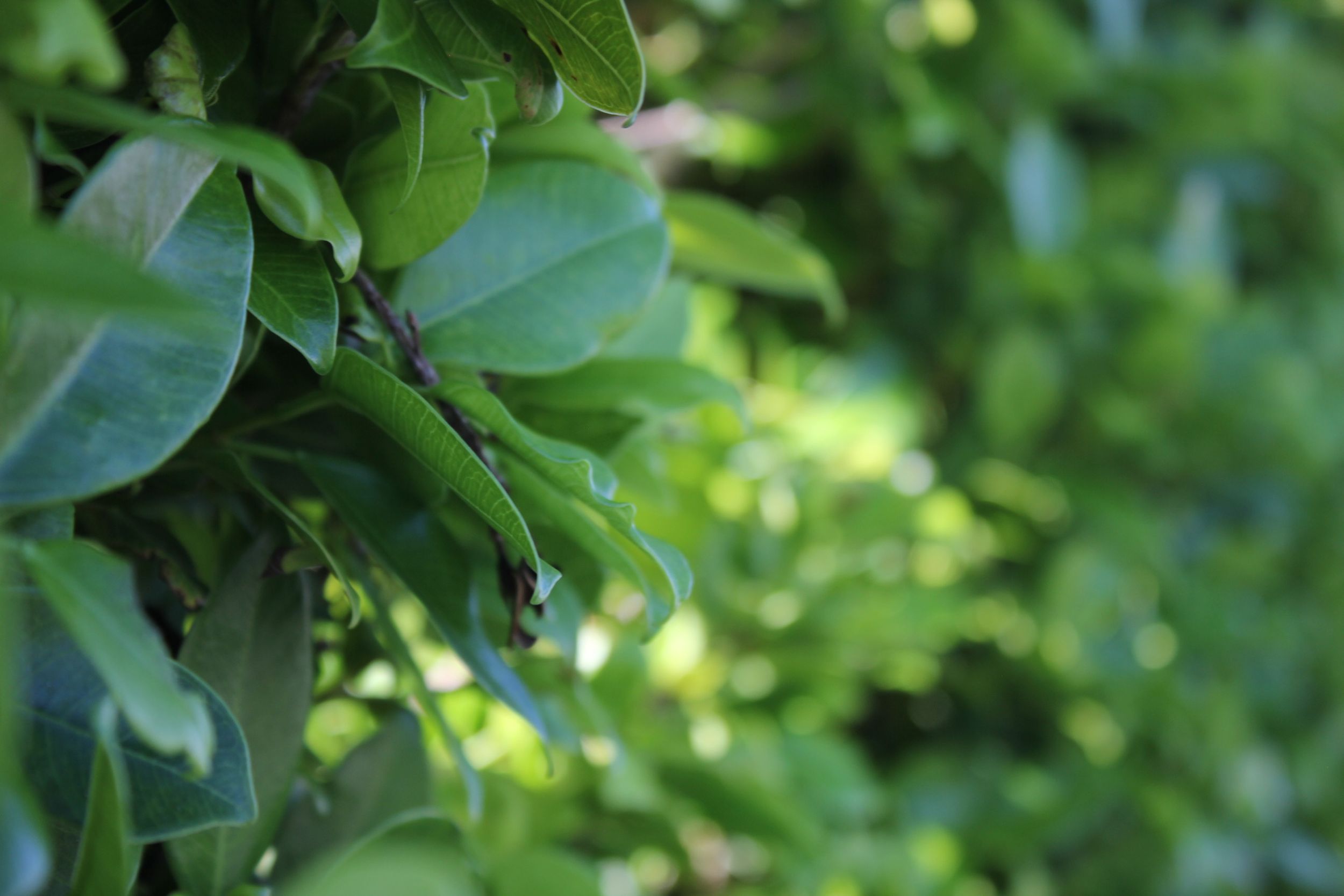 Nature and bush