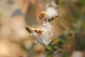 Flowers in nature