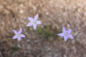 Flowers in nature