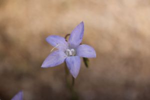 Flowers in nature