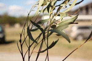 Manilla NSW showground nature