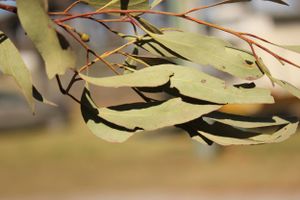 Manilla NSW showground nature