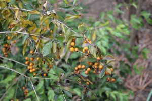 Nature and bush