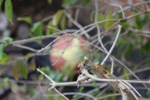 Nature and bush