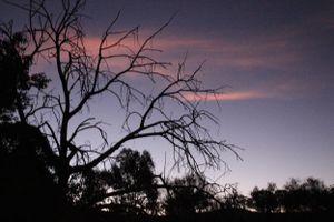 Manilla NSW showground nature