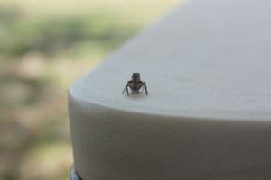 Manilla NSW showground pony club nature spider on our table