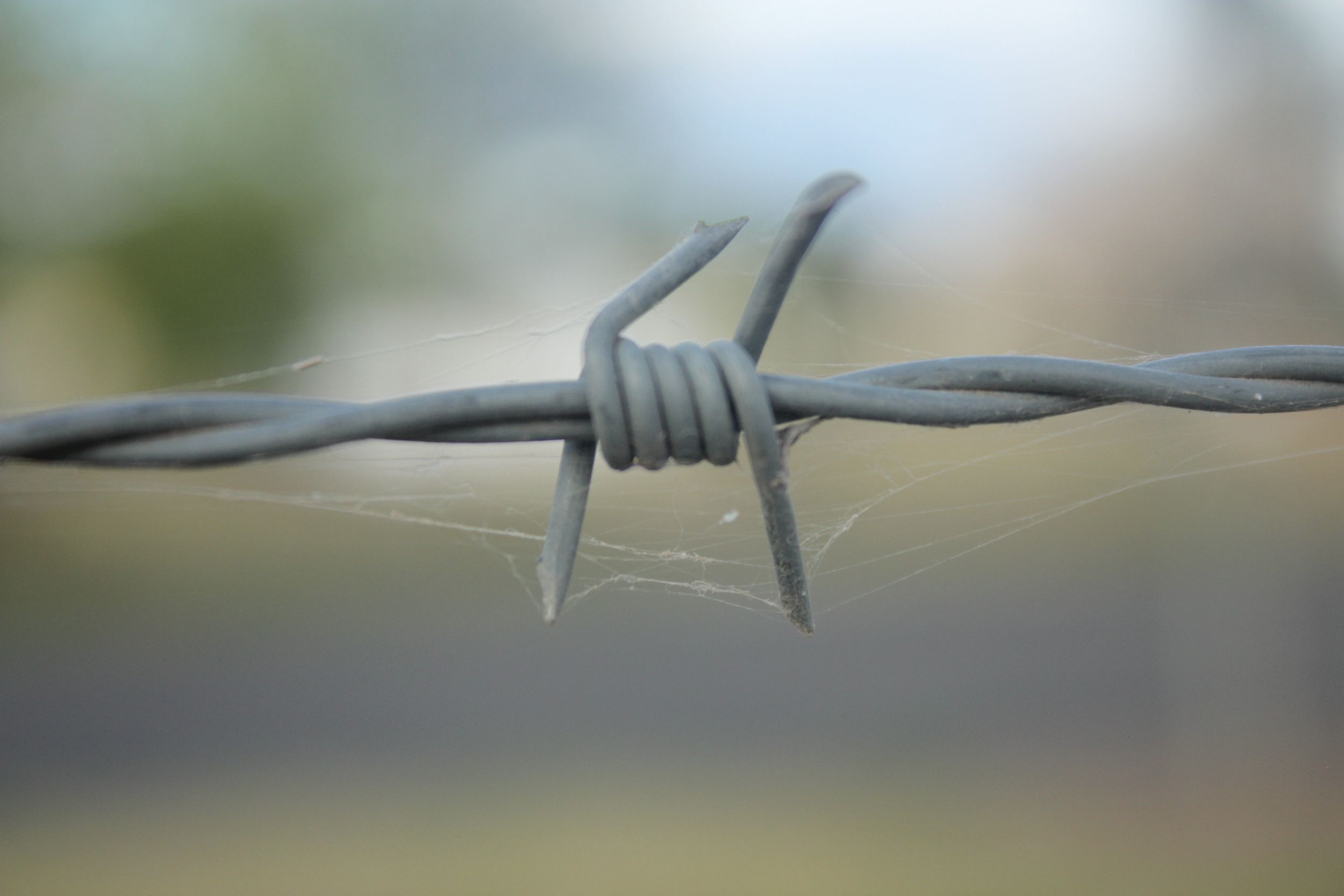Manilla NSW showground beauty in the country simple barb wire creative