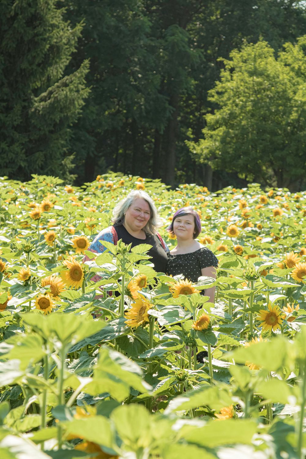 Two people laugh and enjoy a sunny day together in a vibrant field of blooming yellow sunflowers.