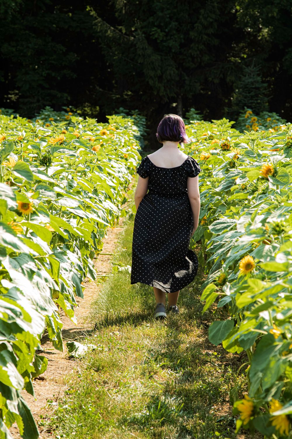 Someone in a polka dot dress walks along a grassy path between towering rows of bright yellow sunflowers on a sunny day.