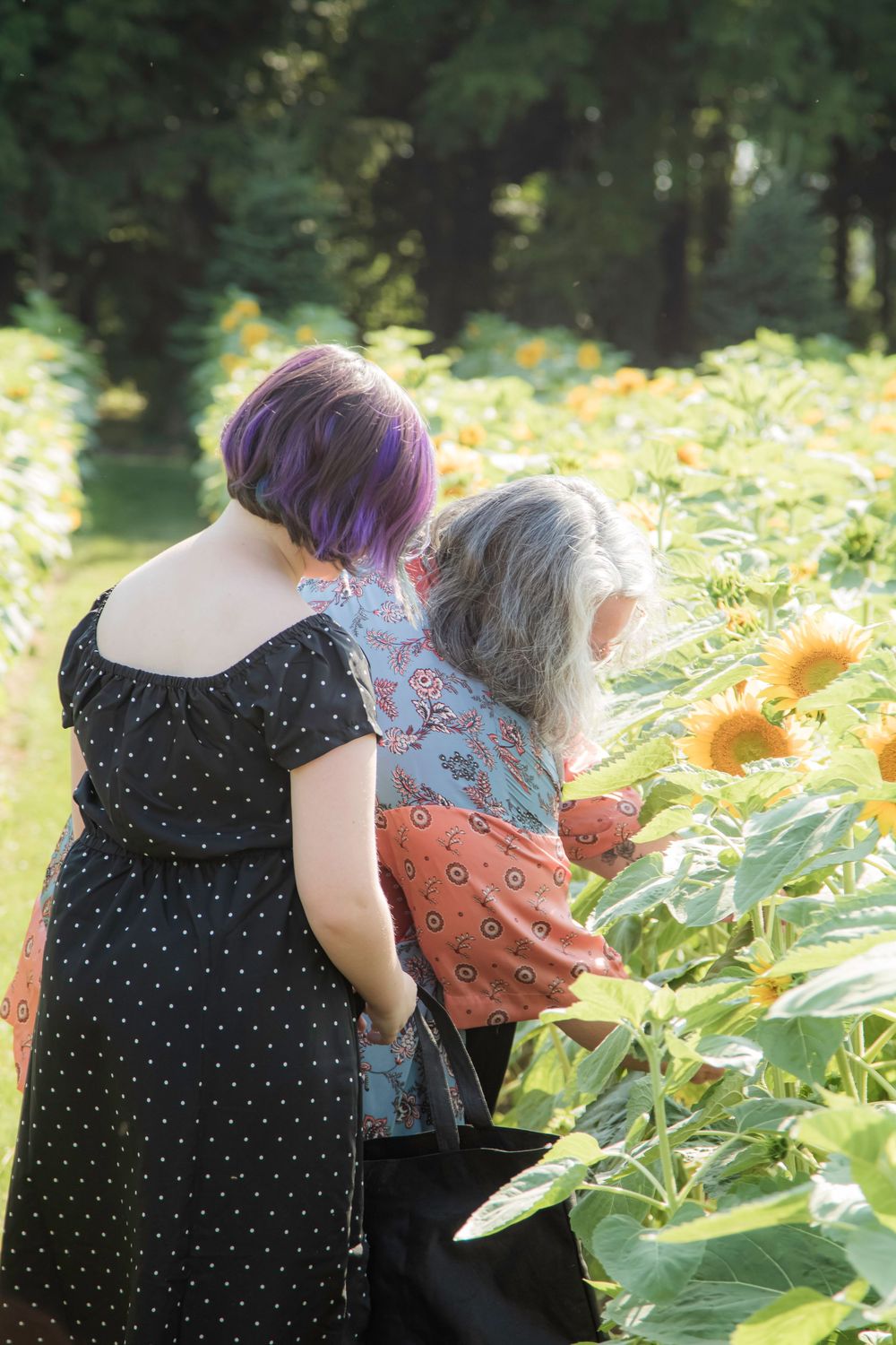 Two figures lean over to examine tall sunflower plants in a sunny garden on a summer day.
