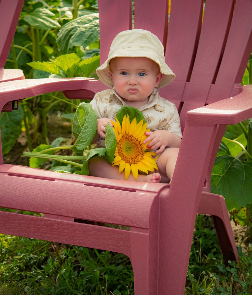 A small child wearing a beige hat sits in a pink Adirondack chair while holding a bright yellow sunflower.