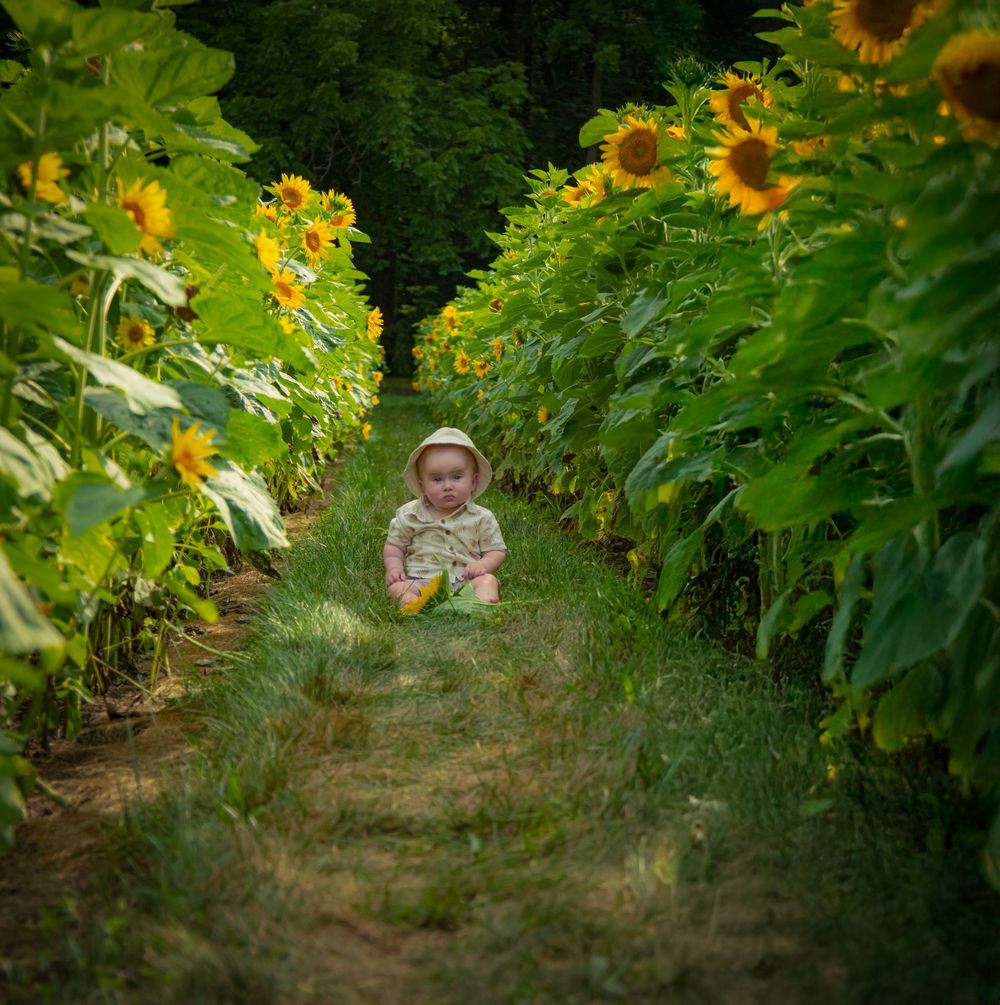 Three cheerful images show a moment among tall blooming sunflowers in a lush garden during summer.
