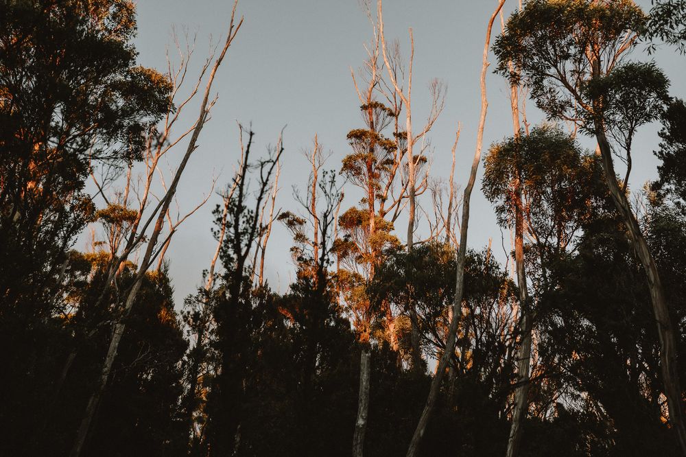 A beautiful sunrise elopement at Lake Osborne in Hartz Mountain National Park, Tasmania. Taken by world renowned photographer Joss Jensen