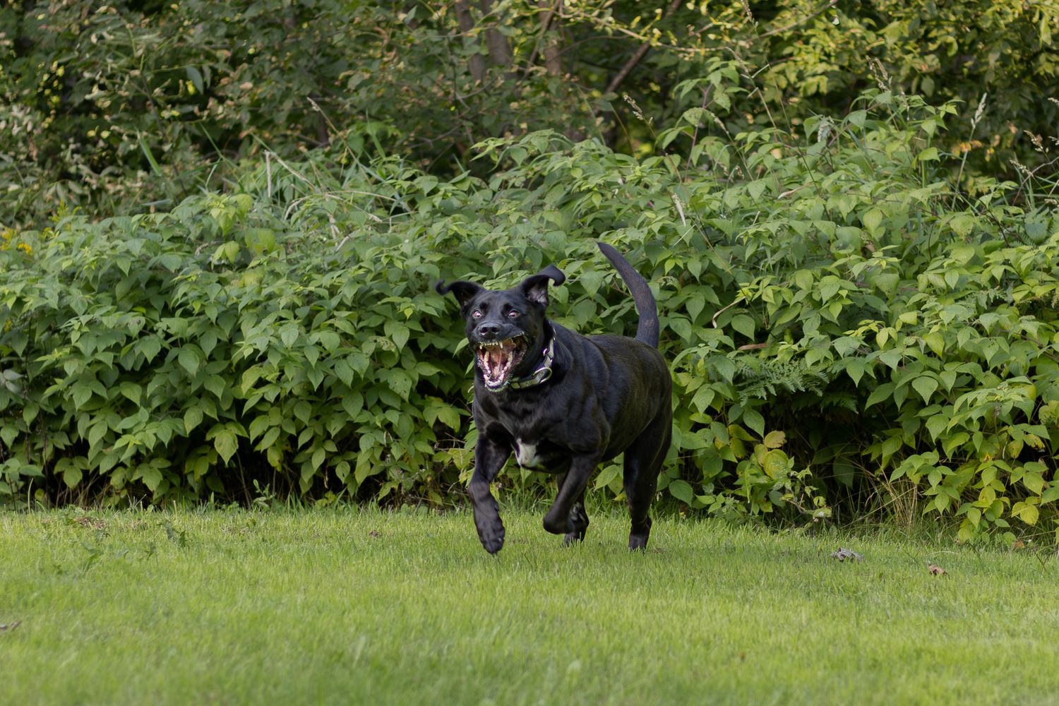 Black Labrador running energetically across green lawn with mouth open near bushes.