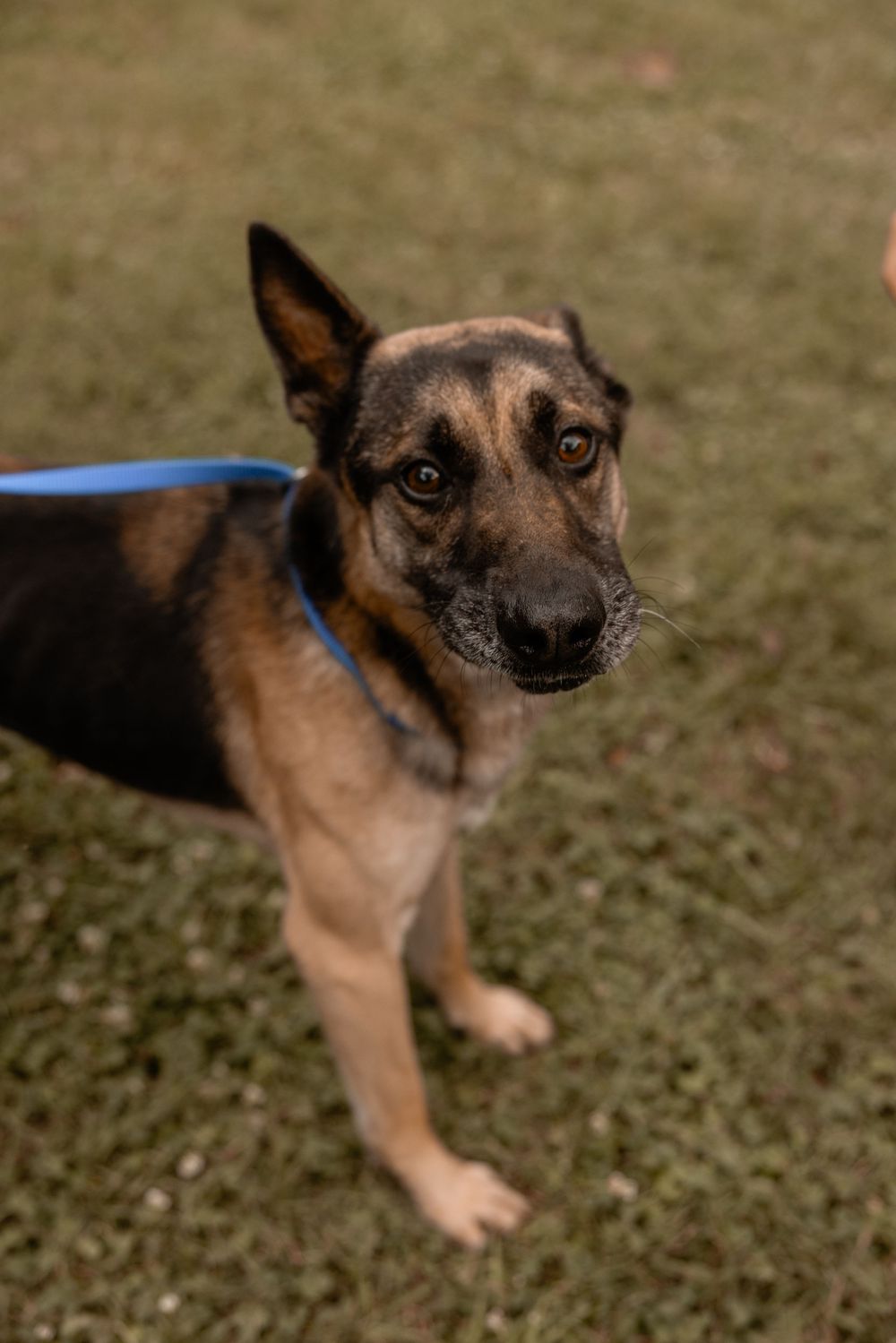 A German Shepherd mixed breed dog with brown and black fur wearing a blue collar stands on grass looking at the camera.