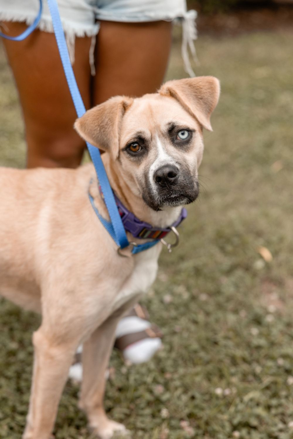 Tan mixed breed dog wearing blue leash and purple collar looking attentively at camera while standing on grass.