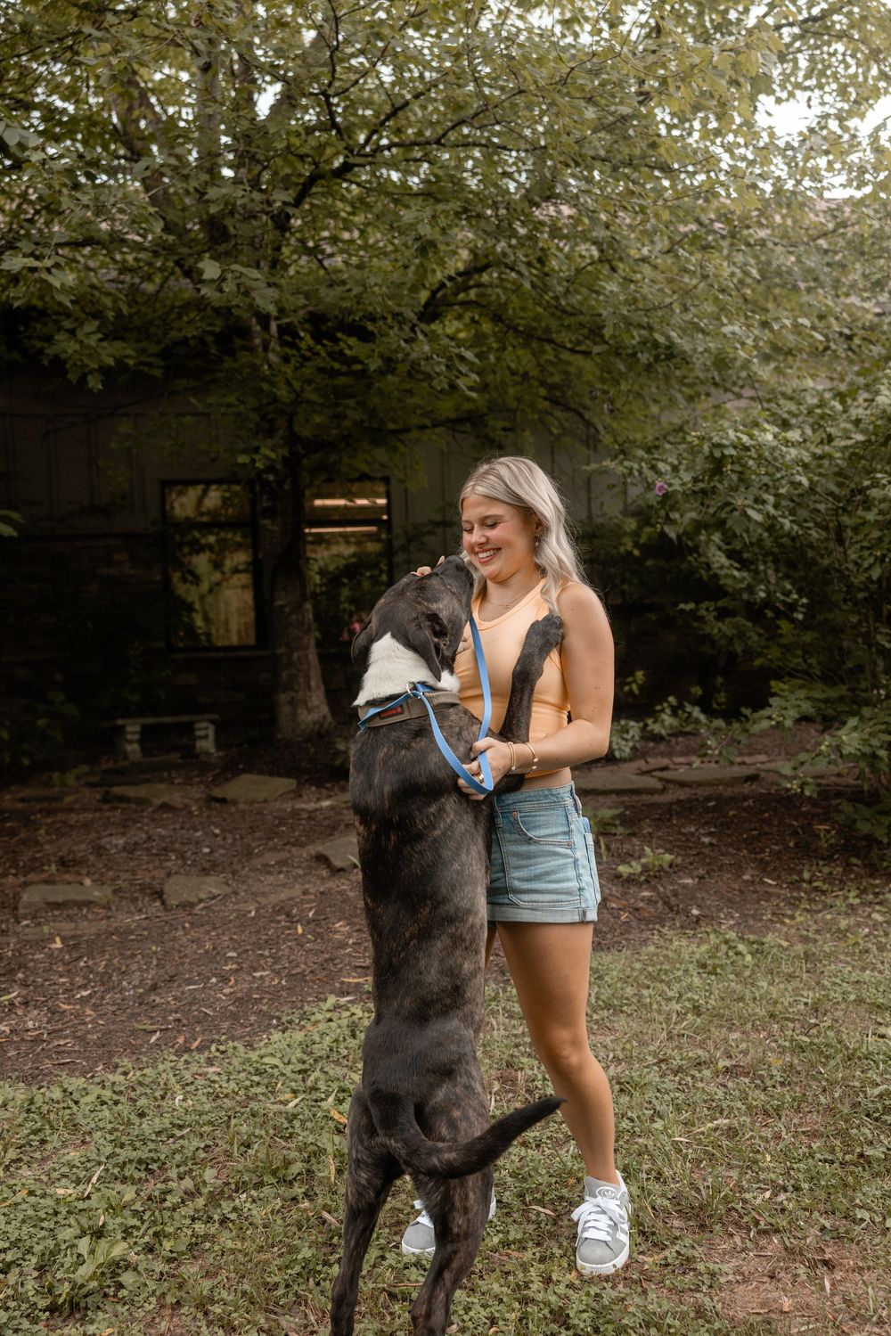 A black Great Dane dog plays and jumps up with owner in a wooded outdoor setting.