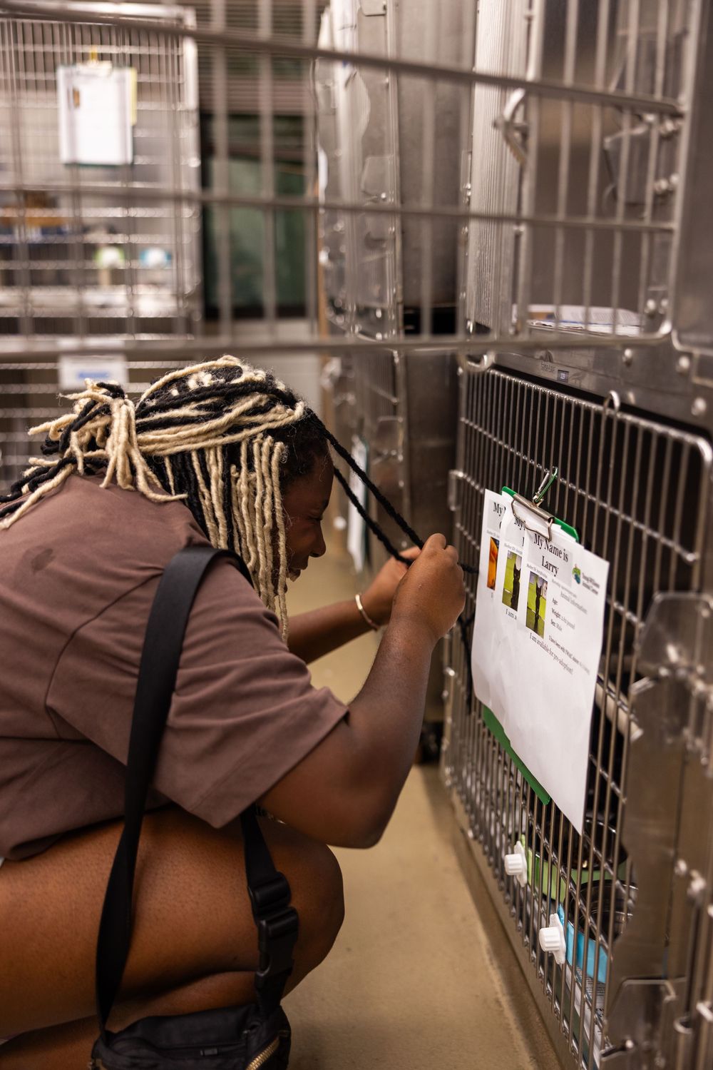 A close-up view of kennel cages in an animal shelter facility.