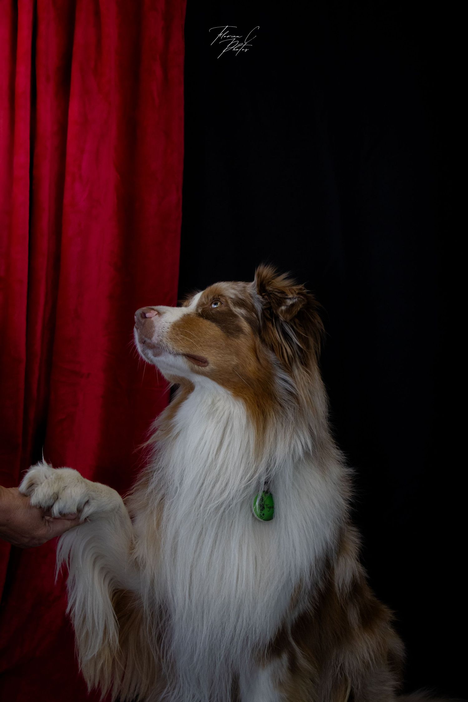 Chien / berger australien / studio / noir / rouge / théâtre