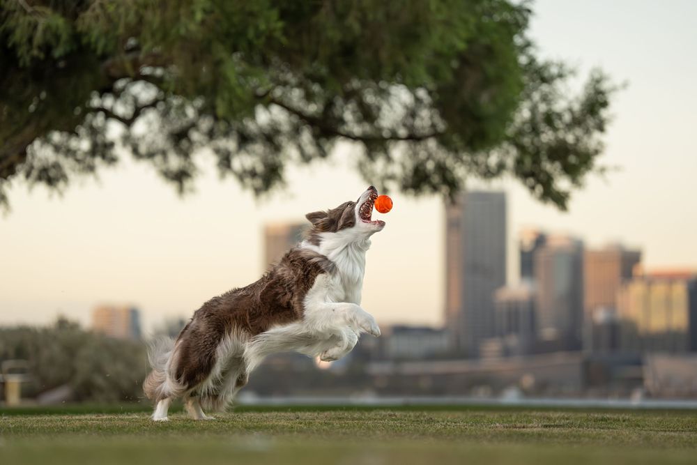 Border Collie leaps to catch an orange ball in a park with a city skyline at sunset in the background.