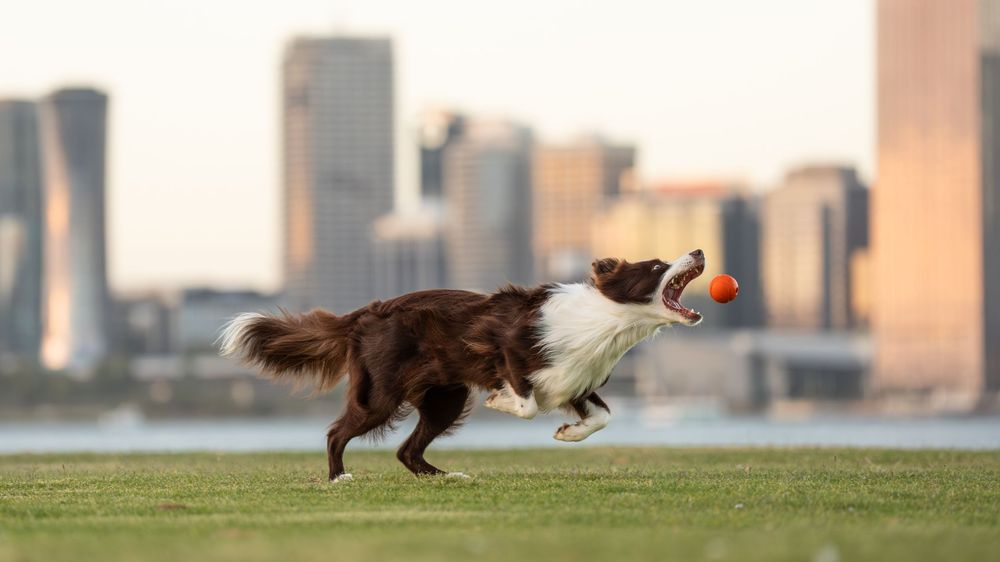 A brown and white Border Collie leaps to catch an orange ball on a green field with a city skyline in the background.