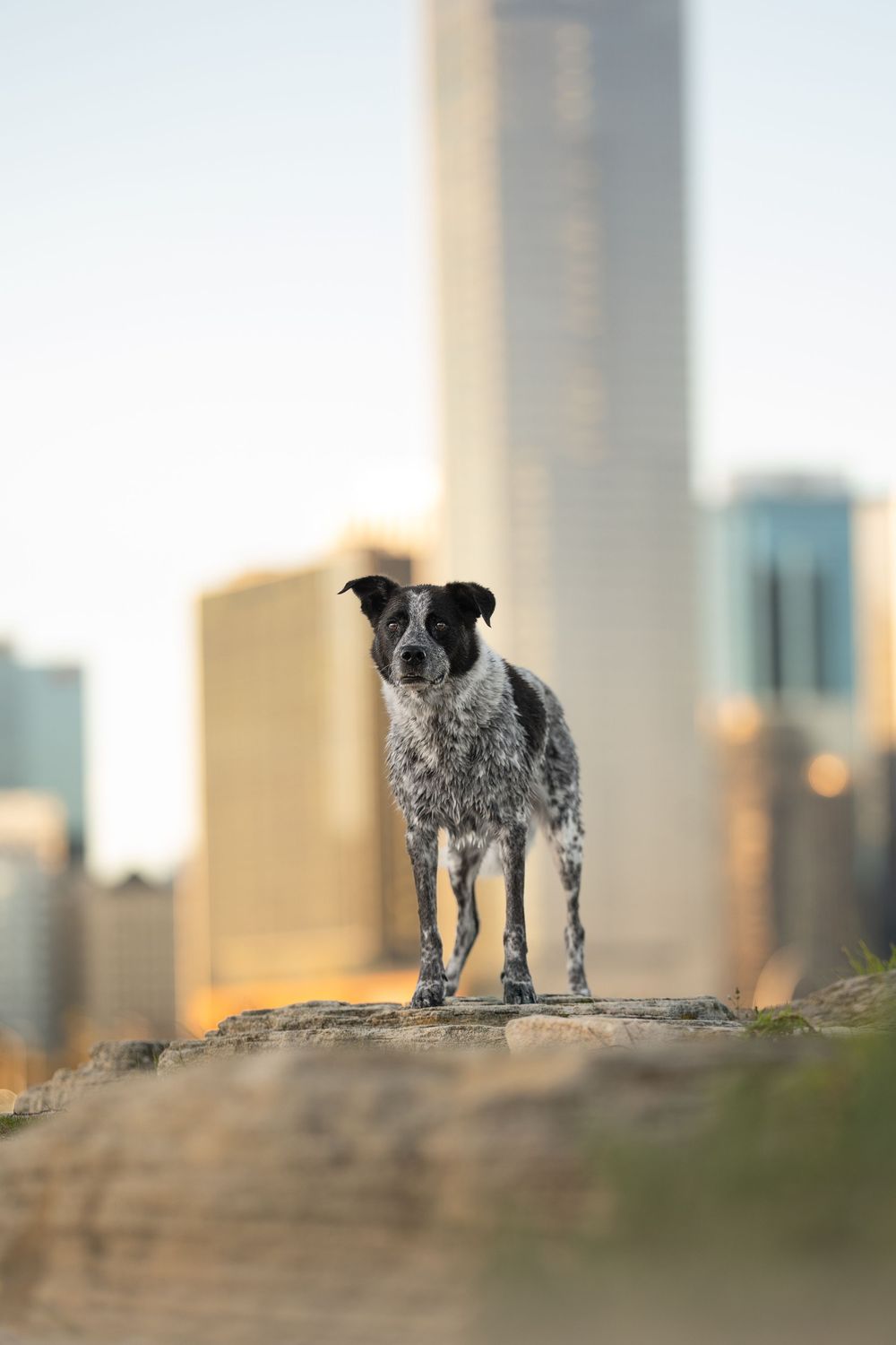 A black and white spotted dog stands silhouetted against a blurred city skyline at sunset.